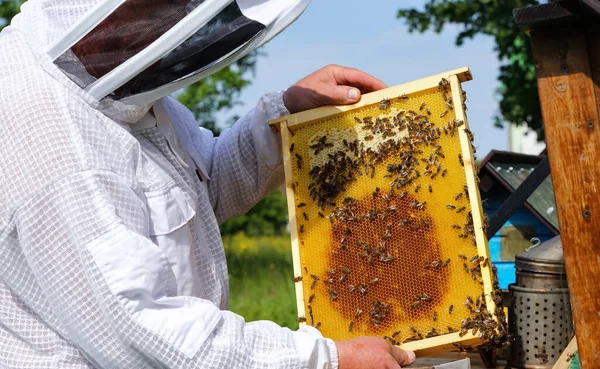 Pszczelarz Pasiece Karpacka Pszczoła Miodna Kolonie Pszczoły Ramce Plastrów Miodu — Zdjęcie stockowe