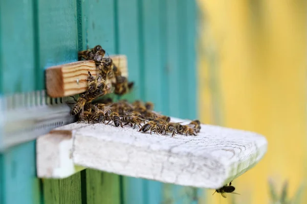 Pretty Wooden Hives Honey Bee Carpathian Insect Apiculture Apiary Majestic — Stock Photo, Image