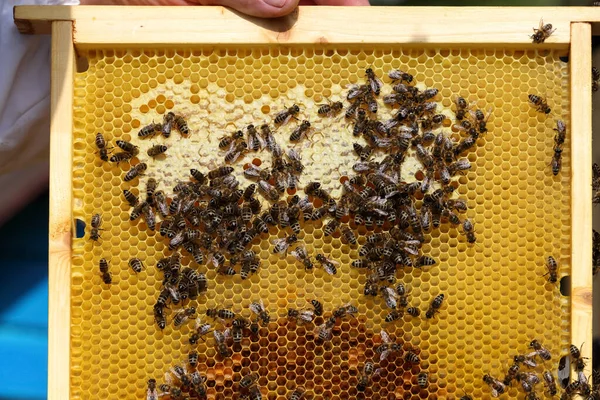 Pszczoła Miodowa Plastrze Miodu Larwami Pszczelarz Trzyma Rękach Ramę Żniwa — Zdjęcie stockowe