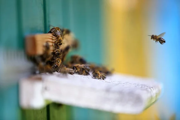 Ładny Drewniany Pokrzywka Pszczoła Miodna Karpacki Owad Pszczelarstwo Apiary Majestatyczny — Zdjęcie stockowe