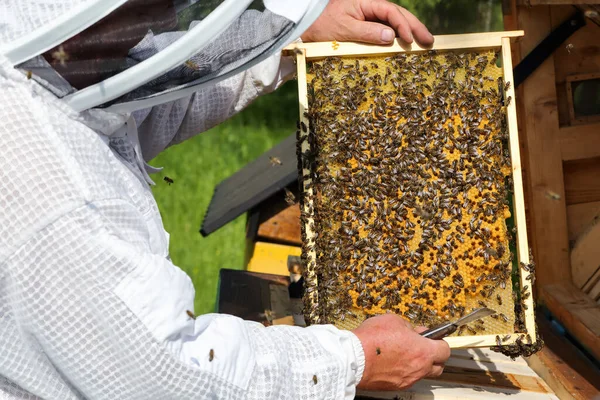 Apicultor Colmenar Abejas Miel Marco Panales Bonitas Colmenas Madera Viejo — Foto de Stock