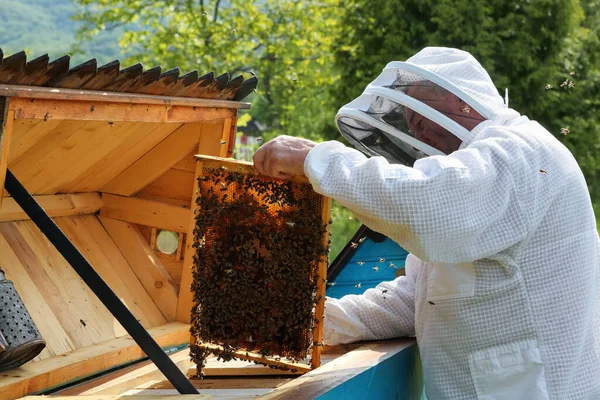 Beekeeper Apiary Carpathian Honey Bee Colonies Bees Frame Honeycombs Wooden — Stock Photo, Image