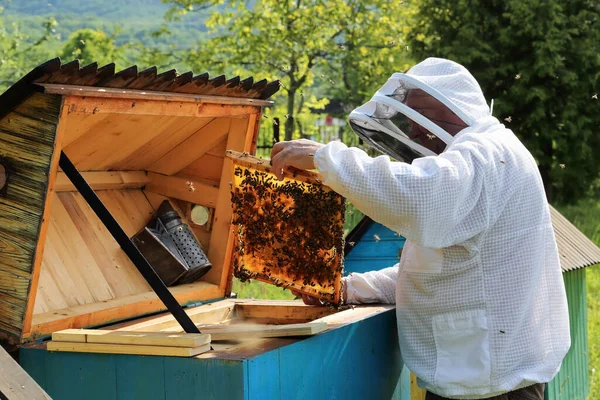 Beekeeper Apiary Honey Bees Frame Honeycombs Pretty Wooden Hives Old — Stock Photo, Image