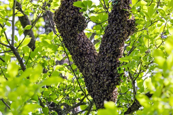 Rój Pszczół Pszczelarstwo Apiary Majestatyczny Słoneczny Wiosenny Dzień Owad Karpacki — Zdjęcie stockowe