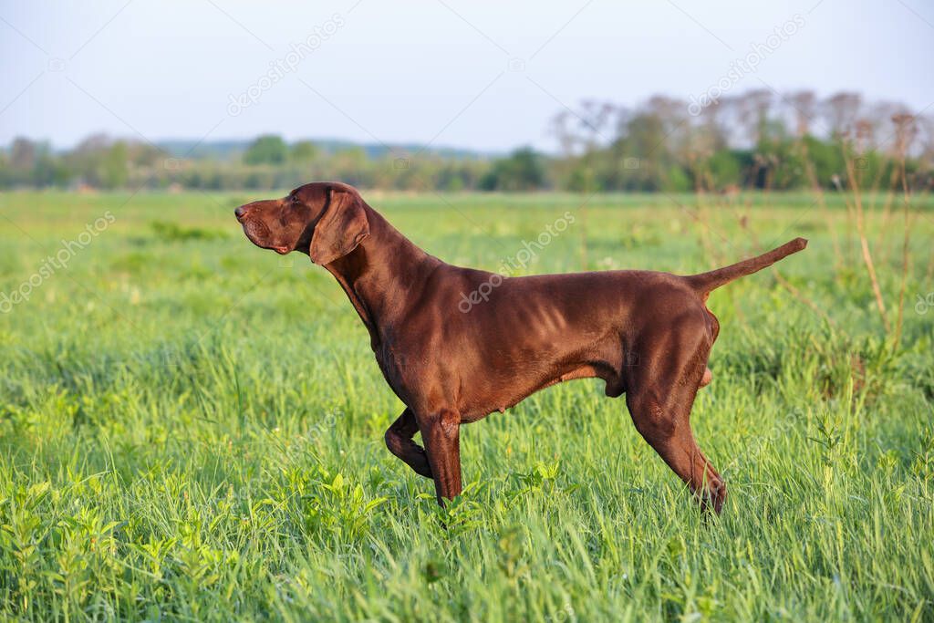 Brown German Shorthaired Pointer. A muscular hunting dog is standing in a point in the field among the green grass. A spring sunny day.