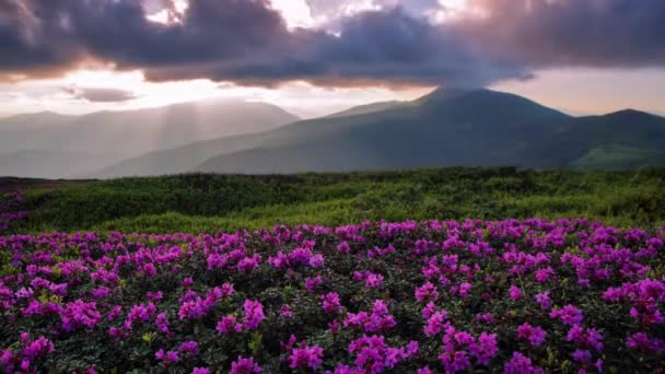 Timelapse Луга Цветущим Рододендроном Высокими Горами Солнечным Светом Небо Облаками — стоковое видео