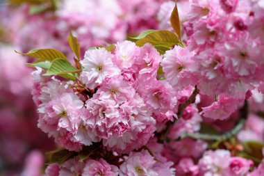 Yeşil ve sarı yapraklı pembe sakura dalının mevsimi. Çiçeklerle dolu güzel bir yaz geçmişi. Romantik görüntü.