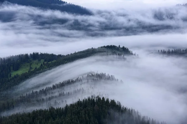 Τοπίο Ψηλά Βουνά Ομιχλώδες Δάσος Από Πεύκα Μεγαλοπρεπής Καλοκαιρινή Μέρα — Φωτογραφία Αρχείου