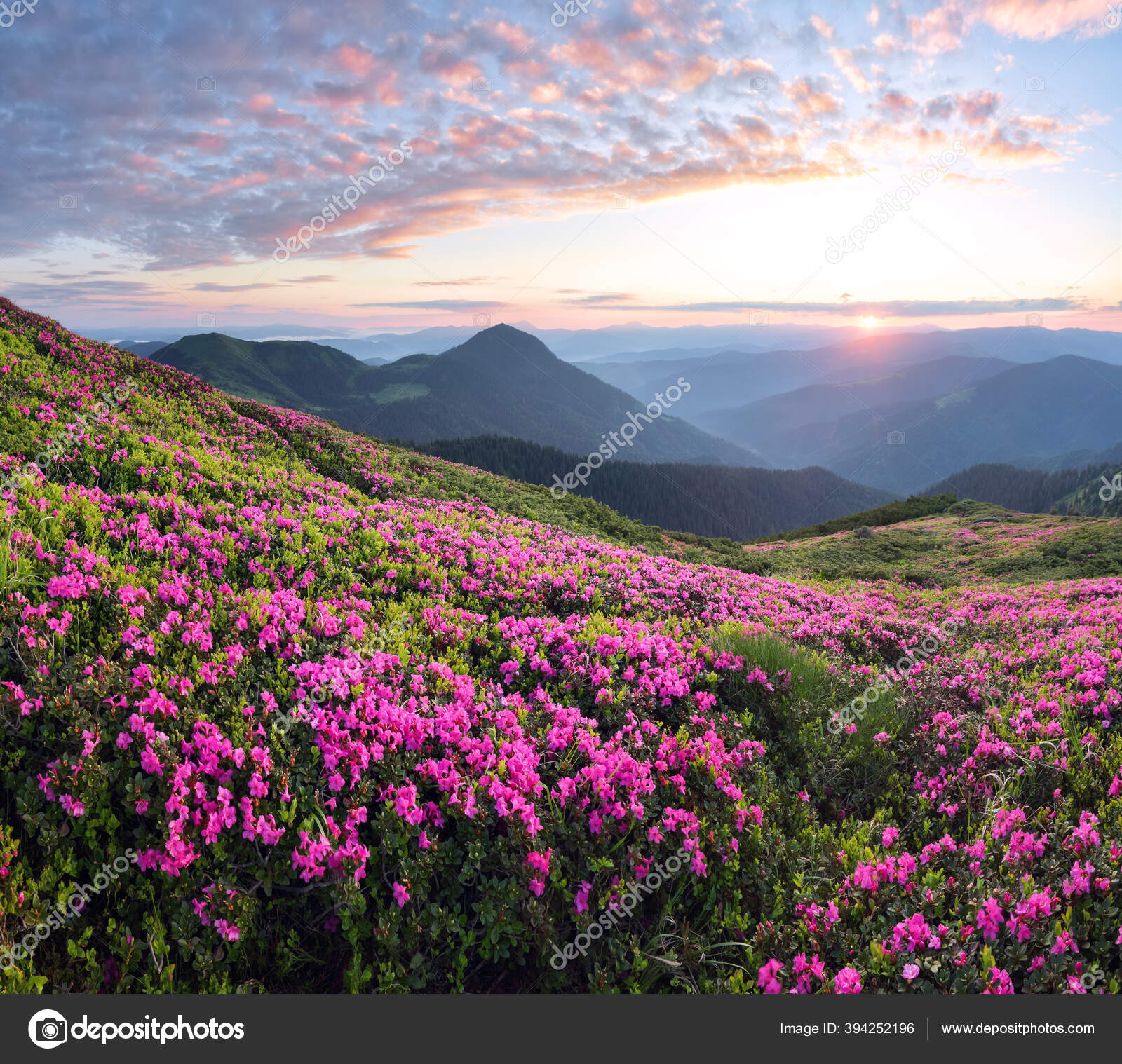 Cenário Pôr Sol Nas Altas Montanhas Incrível Manhã Primavera Gramado — Foto  © Vitalii_Mamchuk #394252196, image size:1600x1518