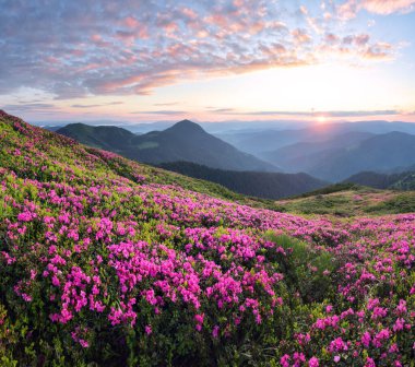 Yüksek dağlarda günbatımının manzarası. Harika bir bahar sabahı. Pembe rhododendron çiçekleriyle kaplı bir çim. İnanılmaz bir yaz dönemi duvar kağıdı arka planı. Doğal manzara..