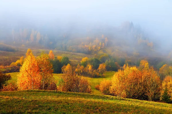 Paisagem Outono Incrível Nevoeiro Espesso Cobriu Vale Floresta Vidoeiro Com — Fotografia de Stock