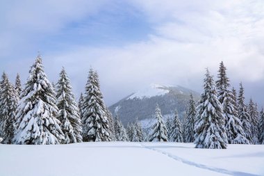 Karla kaplı çimenlikte yüksek dağlara uzanan bir patika var. Kar beyazı tepeleri, kar yığınları arasında ağaçlar. Soğuk ve sisli kış sabahında güzel bir manzara..