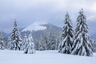 Çimlerden, kar yığınları arasında donmuş ağaçlarla kaplı panoramik bir manzara, kar beyazı zirveleri olan yüksek bir dağ. Soğuk ve sisli kış sabahında güzel bir manzara..