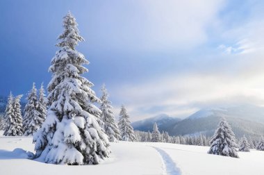 Doğa manzarası. Çam ağaçları, dağlar ve karla kaplı çimlerle kaplı kış manzarası. Bulutlu mavi gökyüzü.