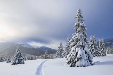 Soğuk kış sabahında güzel bir manzara. Karla kaplı çimenlikte yüksek dağlara uzanan bir patika var. Kar beyazı tepeleri, kar yığınları arasında ağaçlar..