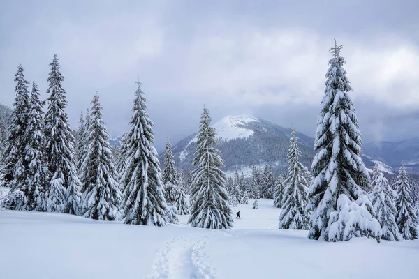 Naturaleza Paisaje Paisaje Invernal Con Pinos Montañas Césped Cubierto Nieve —  Fotos de Stock