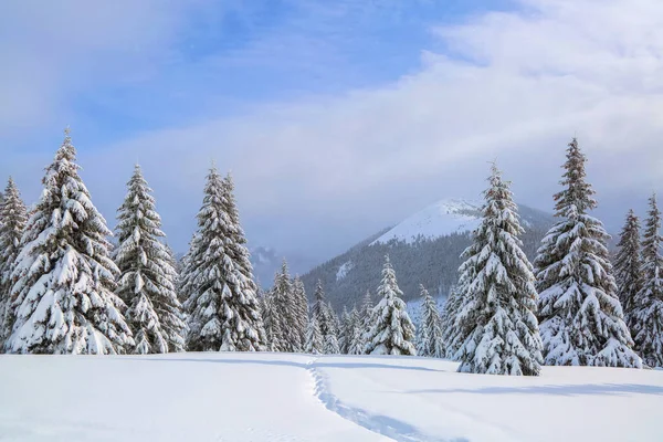 Bela Paisagem Manhã Fria Inverno Gramado Coberto Neve Caminho Trilhado — Fotografia de Stock