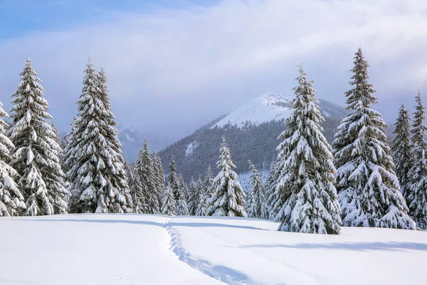 Bela Paisagem Manhã Fria Inverno Gramado Coberto Neve Caminho Trilhado — Fotografia de Stock