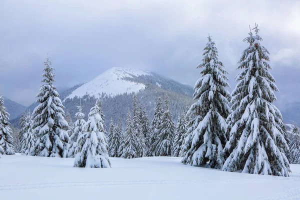 从草坪上 可以看到雪地上覆盖着霜冻树的全景 高山上雪白的山峰 美丽的风景在寒冷的冬雾的早晨 — 图库照片