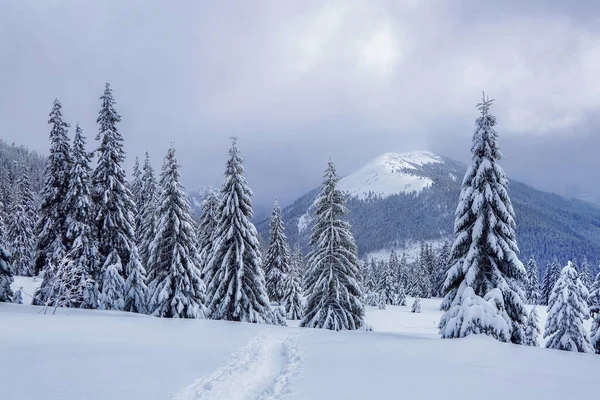 Gramado Coberto Neve Caminho Trilhado Que Leva Altas Montanhas Com — Fotografia de Stock