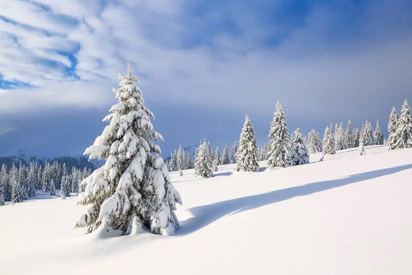 寒冷的冬日早晨 美丽的风景 草坪和森林 喀尔巴阡山脉 乌克兰 — 图库照片