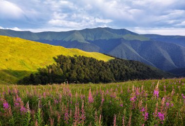 İlaç bitkileri - Epilobium angustifolium. Harika bir yaz manzarası. Pembe yakut çiçekleriyle kaplı bir çimenlik. Güzel gökyüzü olan dağ manzarası. Konum Karpat Dağı, Ukrayna, Avrupa.