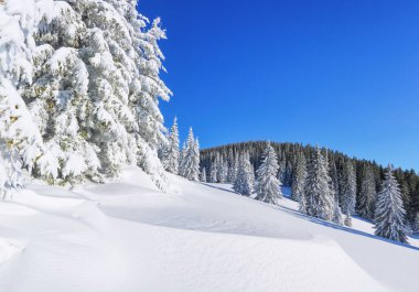 Kış manzarası. Güzel gökyüzü olan doğal manzara. Karla kaplı çimenlerin üzerinde güzel ağaçlar kar taneleriyle dolup taşıyor. Turistik tatil beldesi Karpatya, Ukrayna, Avrupa.
