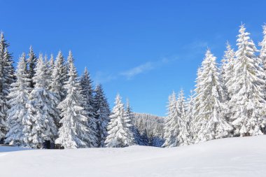 Kış manzarası. Güzel gökyüzü olan doğal manzara. Karla kaplı çimenlerin üzerinde güzel ağaçlar kar taneleriyle dolup taşıyor. Turistik tatil beldesi Karpatya, Ukrayna, Avrupa.