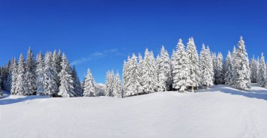 Karlar altında donmuş ağaçlarla kaplı panoramik bir manzara. Büyülü kış ormanı. Güzel gökyüzü olan doğal manzara. Gezegenin yeniden canlanması..
