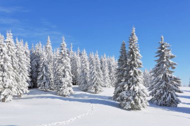Kar yığınlarında çam ağaçları. Mavi gökyüzü. Karla kaplı çimlerin üzerinde ormana giden bir patika var. Soğuk kış sabahında güzel bir manzara.