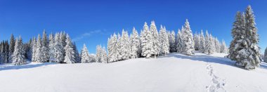 Karlar altında donmuş ağaçlarla kaplı panoramik bir manzara. Büyülü kış ormanı. Güzel gökyüzü olan doğal manzara. Gezegenin yeniden canlanması..