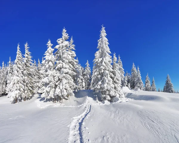 Pinos Las Corrientes Nieve Cielo Azul Césped Cubierto Nieve Hay — Foto de Stock