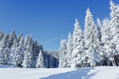Soğuk kış sabahında güzel bir manzara. Yüksek dağ. Kar yığınlarında çam ağaçları. Çimler ve ormanlar. Karlı bir arka plan. Doğa manzarası. Konum Karpatlar, Ukrayna, Avrupa.