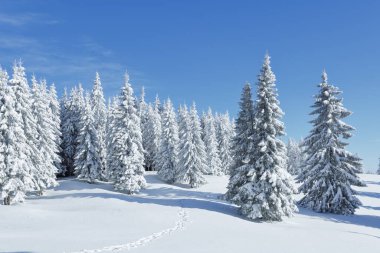 Soğuk kış sabahında manzara. Kar yığınlarında çam ağaçları. Çimler ve ormanlar. Karlı bir arka plan. Doğa manzarası. Konum Karpatlar, Ukrayna, Avrupa.