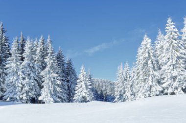Soğuk kış sabahı. Güzel manzara. Yüksek dağ. Kar yığınlarında çam ağaçları. Çimler ve ormanlar. Karlı bir arka plan. Doğa manzarası. Konum Karpatlar, Ukrayna, Avrupa.