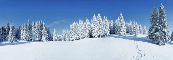 Karlar altında donmuş ağaçlarla kaplı panoramik bir manzara. Büyülü kış ormanı. Güzel gökyüzü olan doğal manzara. Gezegenin yeniden canlanması..