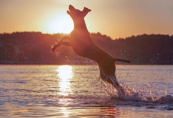 Thoroughbred German shorthaired pointer. Amazing summer sunset. Playful funny muscle brown dog is running on the water splashing it around. Beautiful place for relax Svityaz lake.