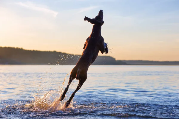 Vollblut Deutscher Kurzhaarzeiger Verspielt Lustiger Muskelbrauner Hund Springt Auf Das — Stockfoto