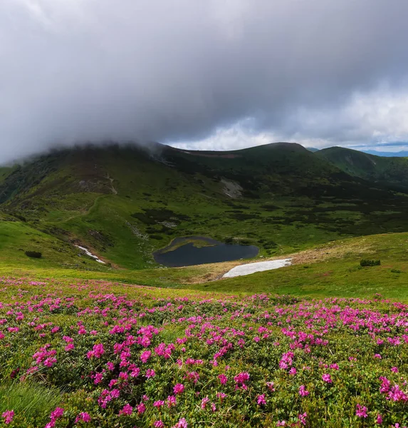 Lawns Covered Pink Rhododendron Flowers Lake High Mountains Sky Clouds — Stock Photo, Image