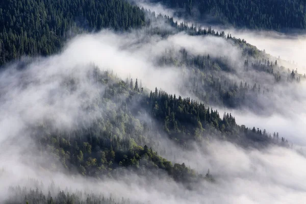Дивовижний Туманний Осінній День Пейзаж Високими Горами Ліс Соснових Дерев — стокове фото