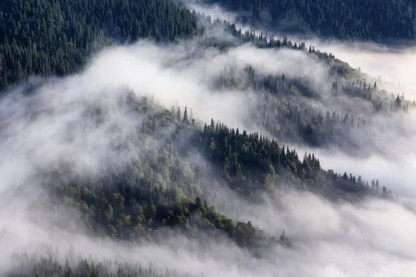 令人惊奇的多雾的秋日 高山的风景 松树的森林 清晨的薄雾 旅游胜地 自然景观 文件的自由篇幅 — 图库照片