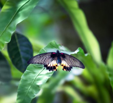 Çiçek açan bir bitkinin üzerinde dinlenen kelebek. Tropik bir manzara. Endonezya 'daki Bali Adası. Duvar kağıdı arka planı. Doğal manzara..