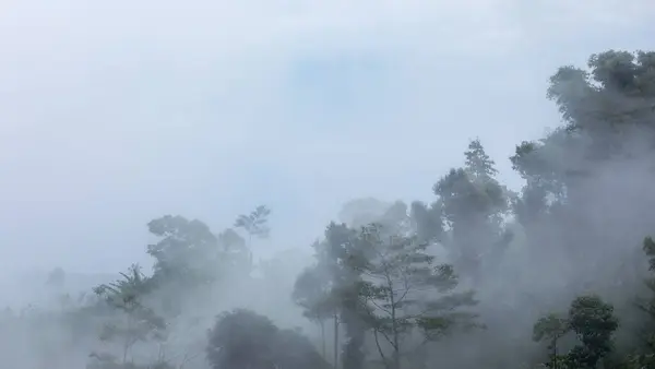 Incrível Manhã Nebulosa Paisagem Tropical Florestas Névoa Matinal Lugar Turístico Fotos De Bancos De Imagens Sem Royalties