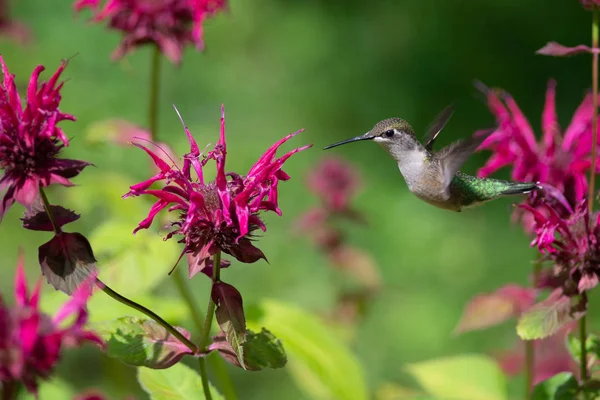 Colibrì Dalla Gola Rubino Aleggia Vicino Alcuni Fiori Balsamo Api — Foto Stock