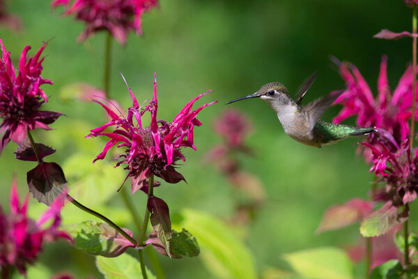 A Ruby-throated hummingbird hovers near some Bee Balm Flowers