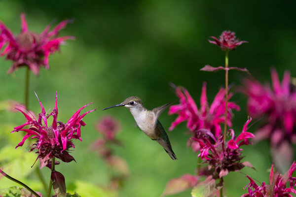 A Ruby-throated hummingbird hovers near some Bee Balm Flowers