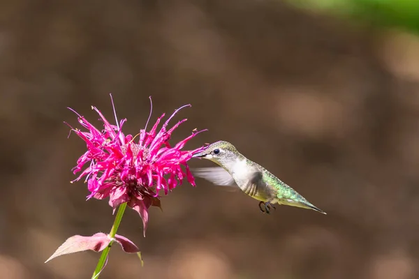 Колібрі Рубіновим Зануренням Під Час Годування Квітки Бджолиного Бальзаму — стокове фото