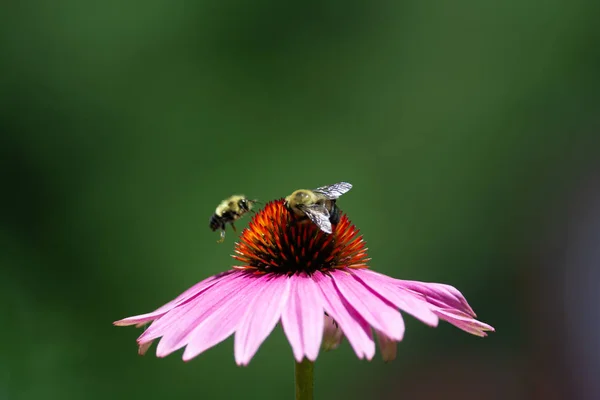 Bijen Zoemen Rond Een Echinacea Bloem — Stockfoto