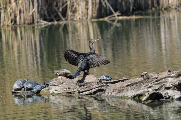 Double Crested Cormorant Dries Wings Shares Log Several Turtles — Stock Photo, Image