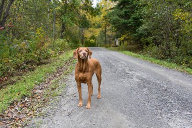 An older vizsla dog (hungarian pointer) stands on a dirt road in autumn. clipart